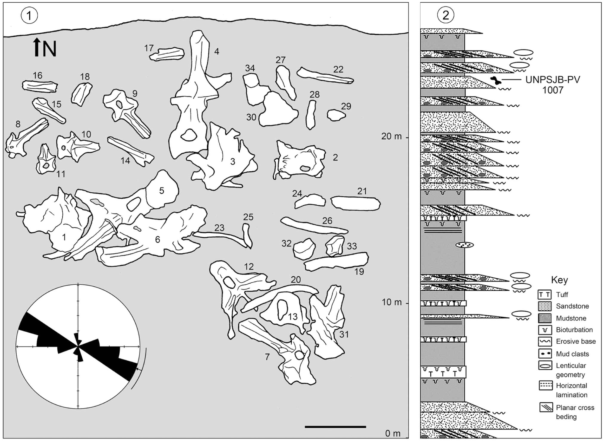 New Material Of Katepensaurus Goicoecheai Sauropoda Diplodocoidea