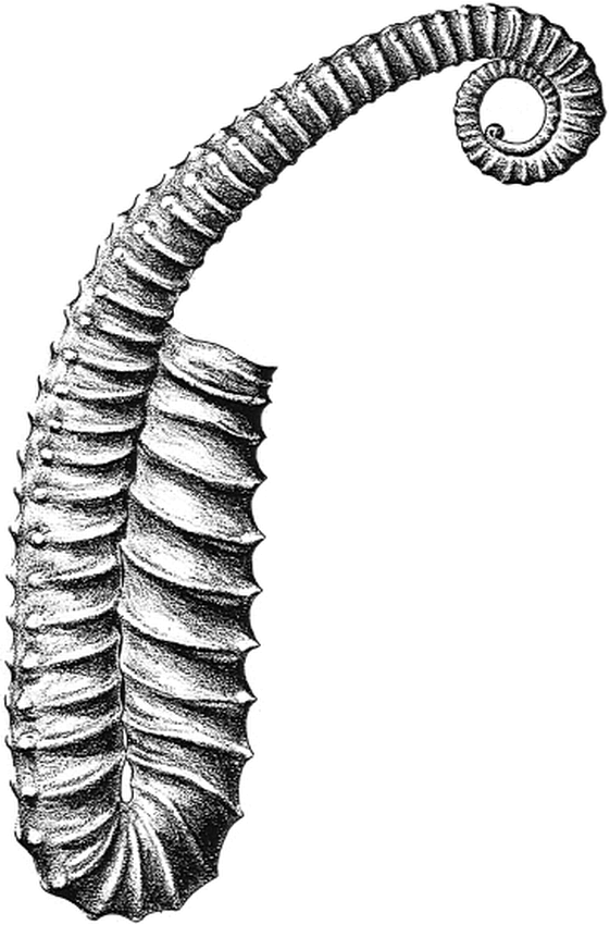 Late Campanian Cretaceous Heteromorph Ammonites From The Western