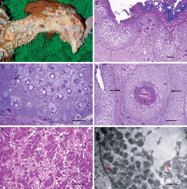 Pathology Of Cutaneous Fowlpox With Amyloidosis In Layer Hens