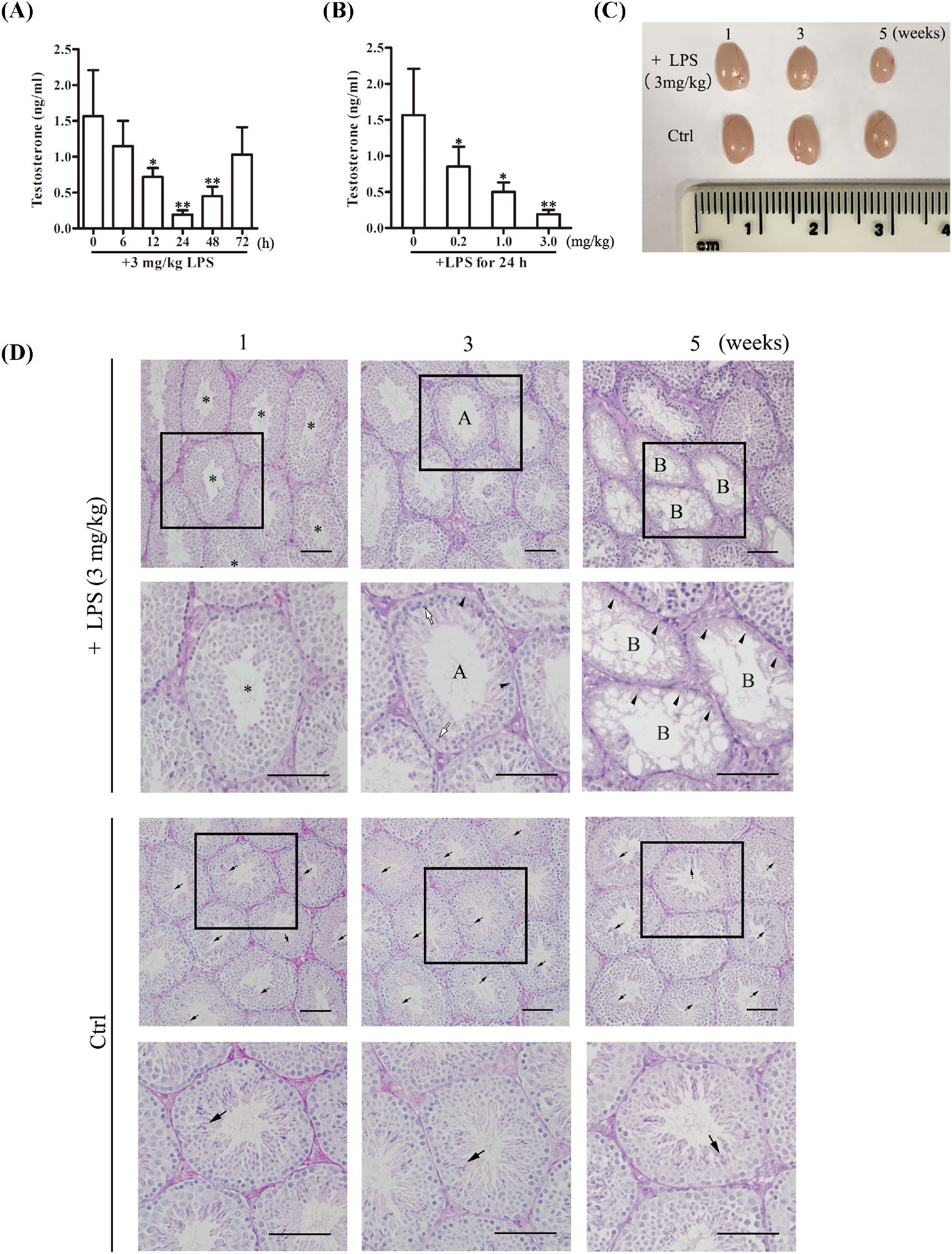 Lipopolysaccharide Induced Testicular Dysfunction And Epididymitis In