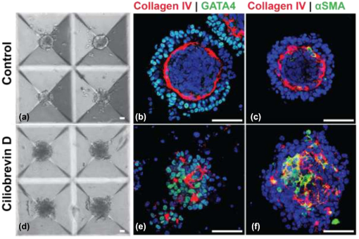 Formation Of Organotypic Testicular Organoids In Microwell Culture