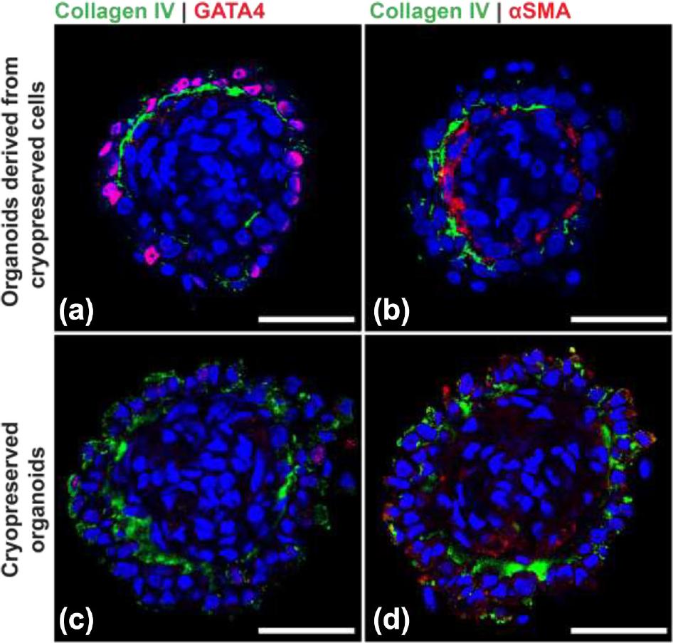 Formation Of Organotypic Testicular Organoids In Microwell Culture