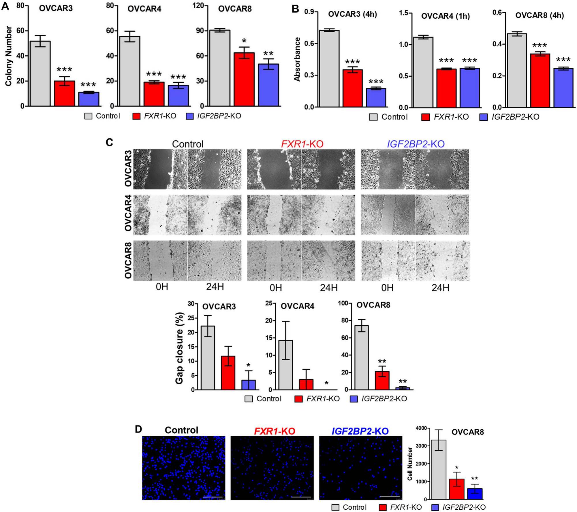 Niclosamide S Potential Direct Targets In Ovarian Cancer