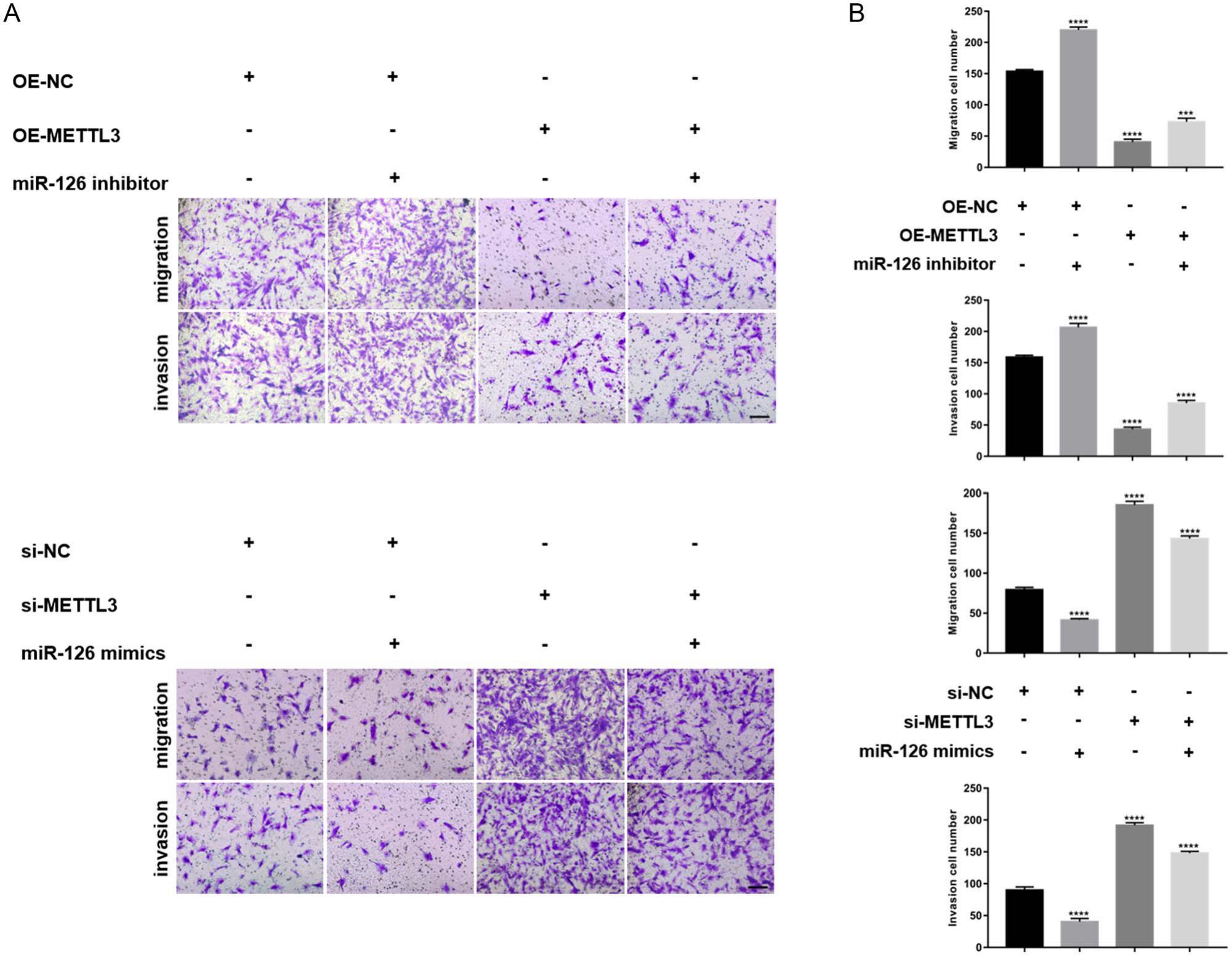 Inhibition Of Mettl M A Mir Promotes The Migration And Invasion Of