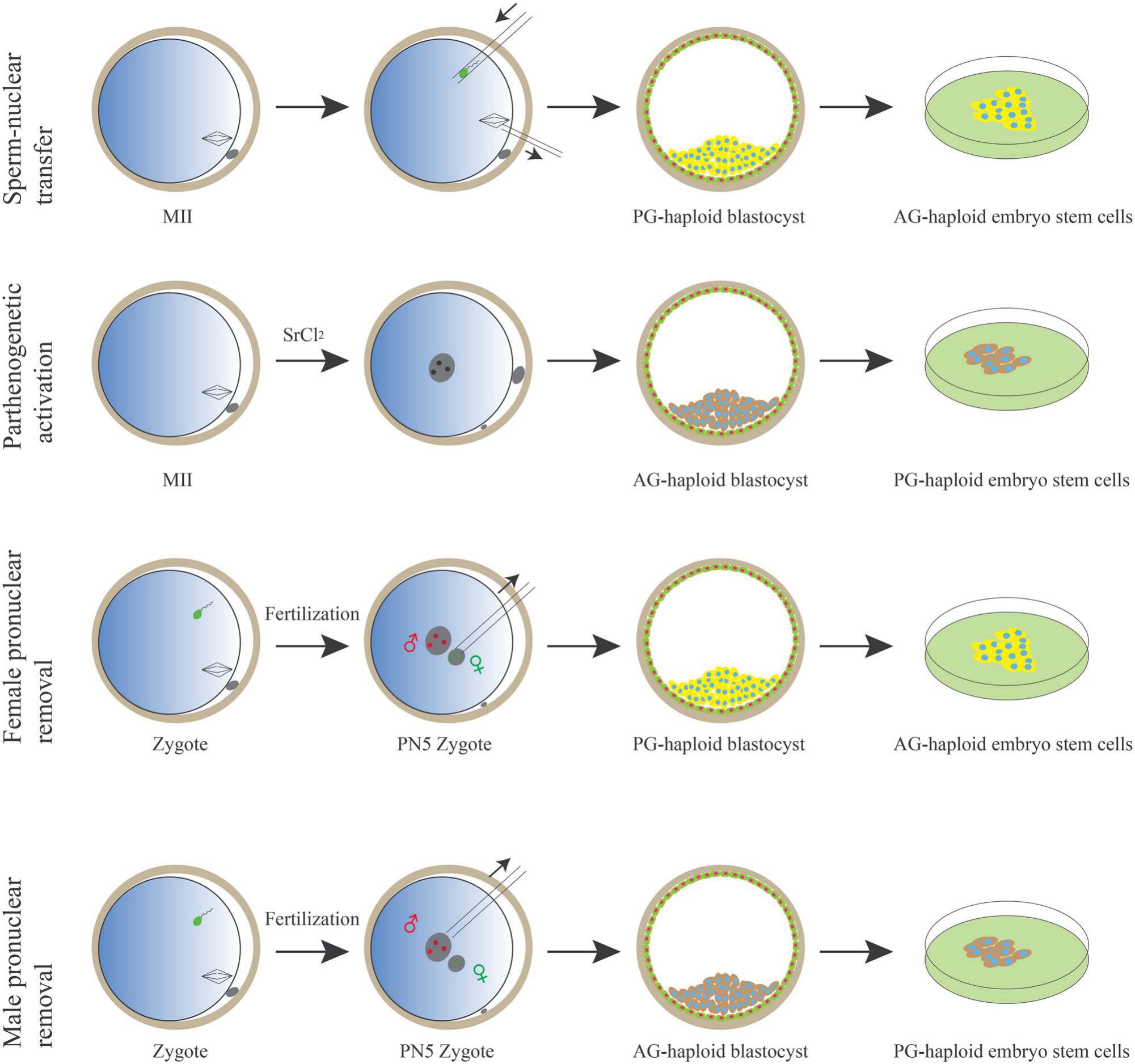 Advances In Haploid Embryonic Stem Cell Research