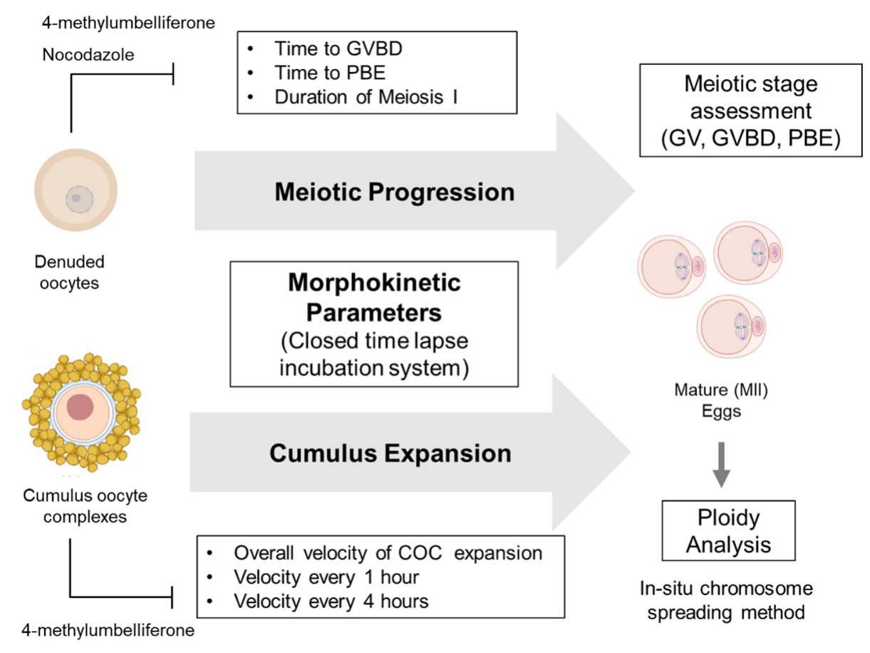 Quantitative Morphokinetic Parameters Identify Novel Dynamics Of Oocyte