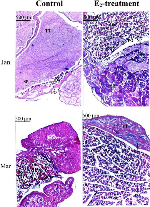 Estradiol 17β Induced a Reversible Sex Change in the Fingerlings of