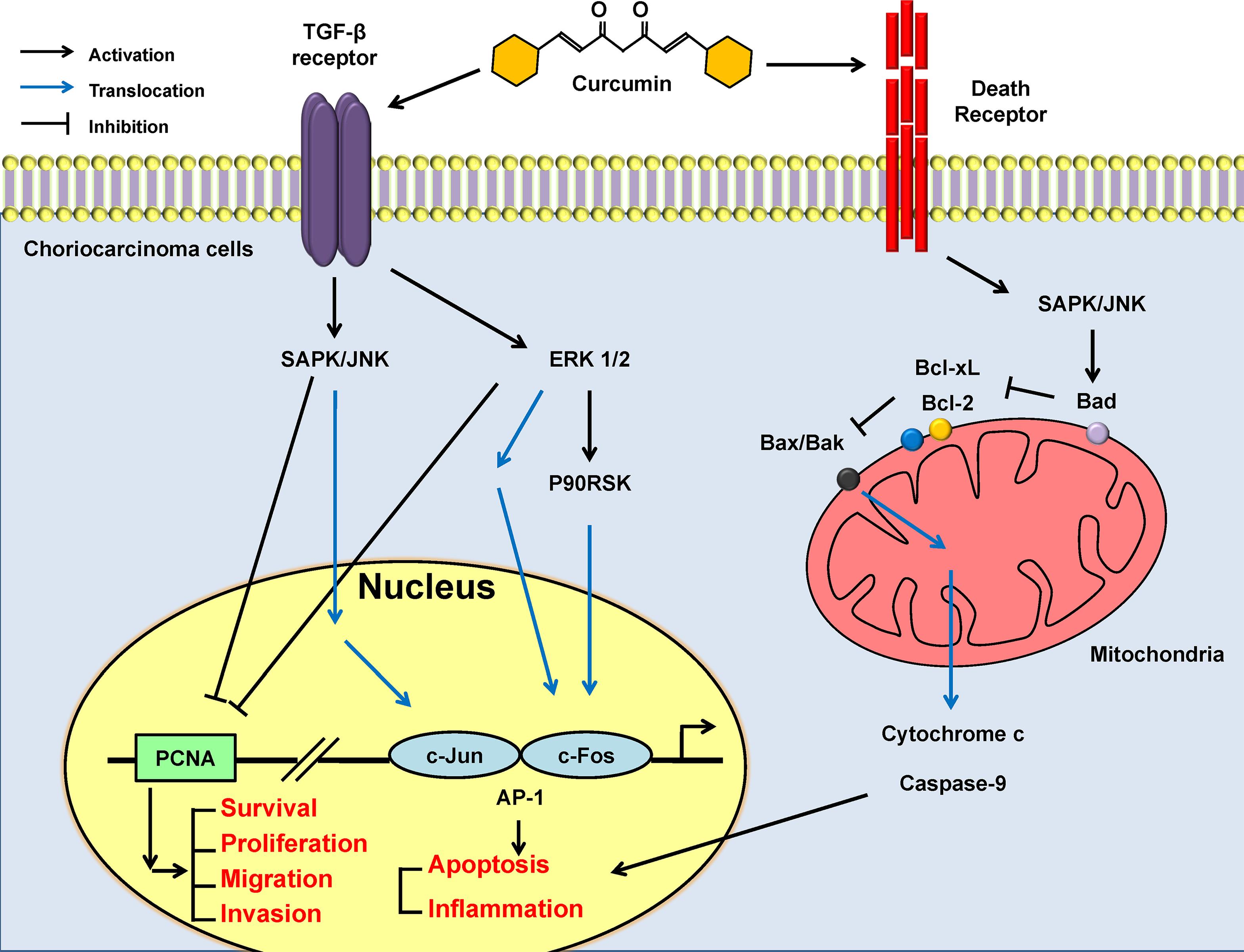 Curcumin Suppresses Proliferation And Migration And Induces Apoptosis