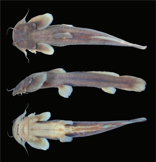 A New Glyptosternine Catfish From Myanmar Actinopterygii Siluriformes