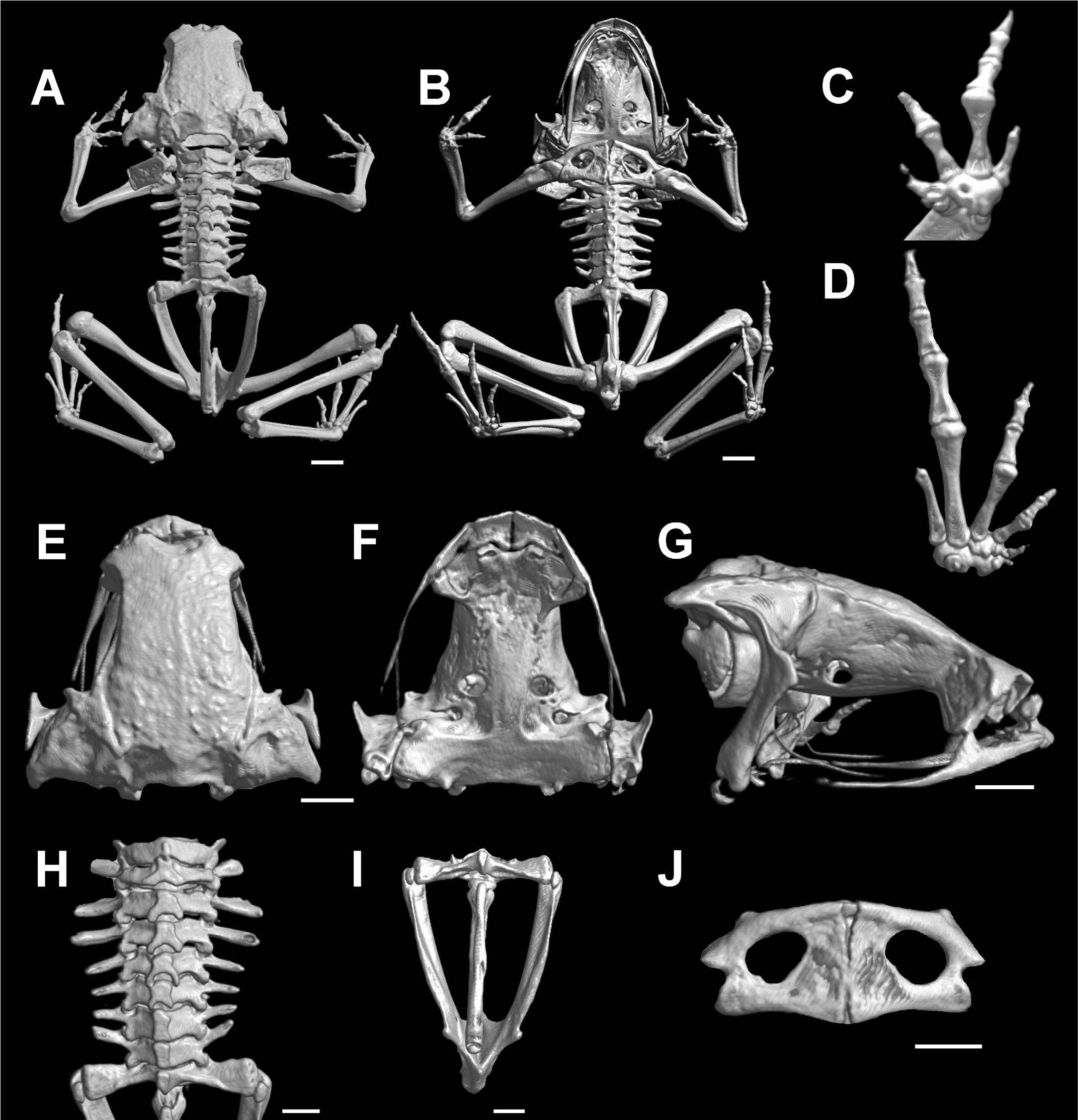 Skeletal System Of A Frog Ventral View