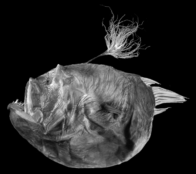 Revision Of The Deep Sea Anglerfish Genus Bufoceratias Whitley