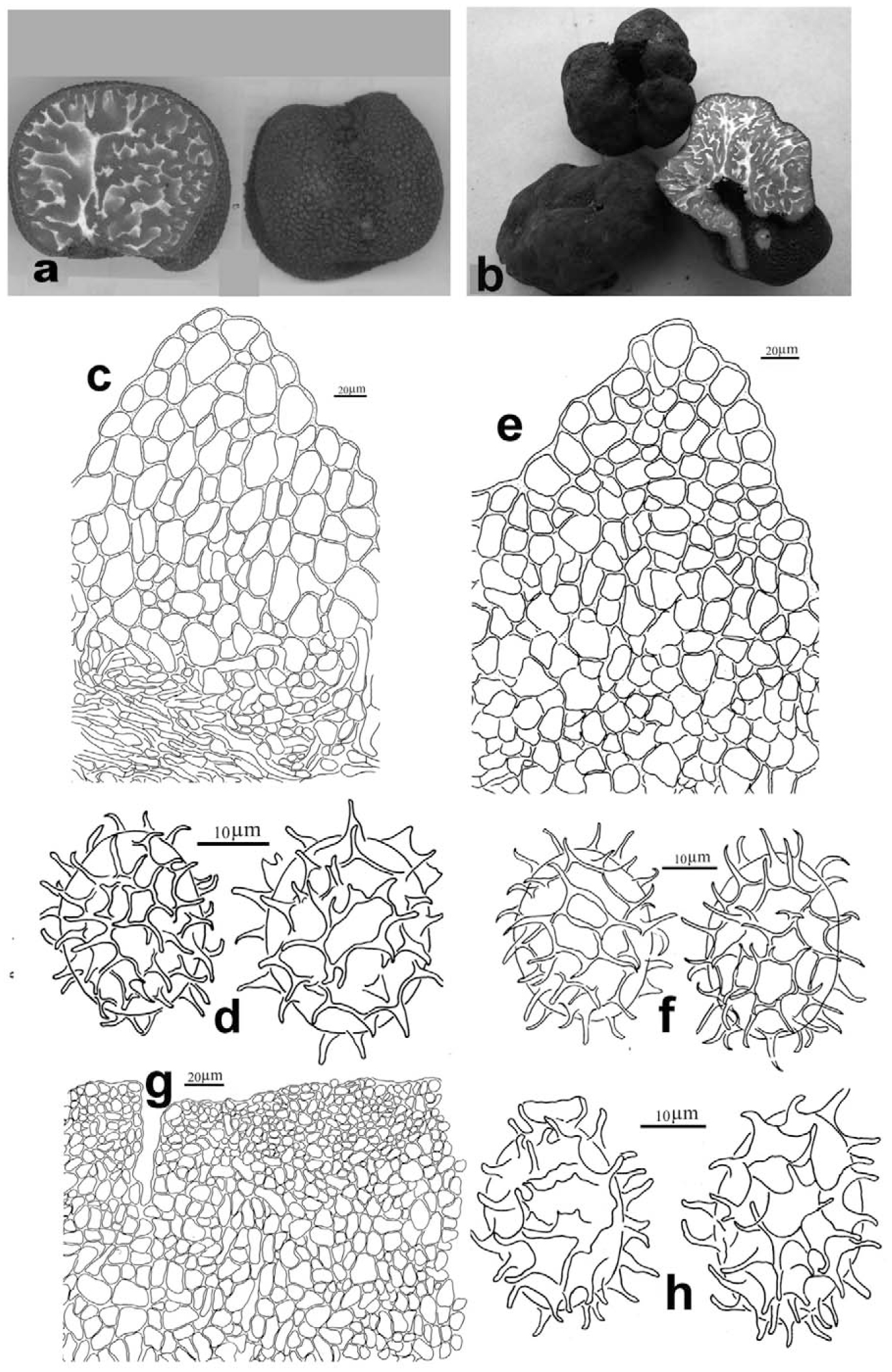 Delimitation Of Tuber Pseudohimalayense And T Pseudoexcavatum Based On