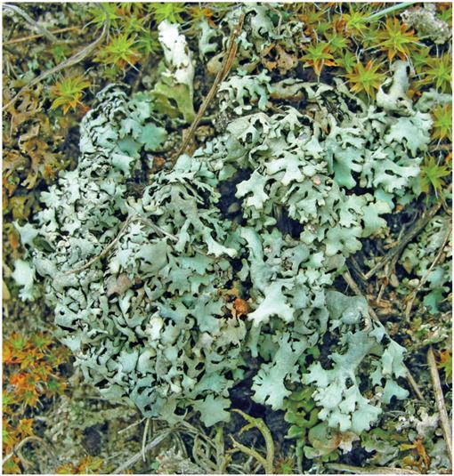 New Chemotypes Of The Lichens Xanthoparmelia Pulvinaris And X