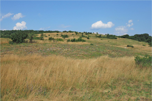 A New Steppe Element In The Vienna Basin The First Record Of