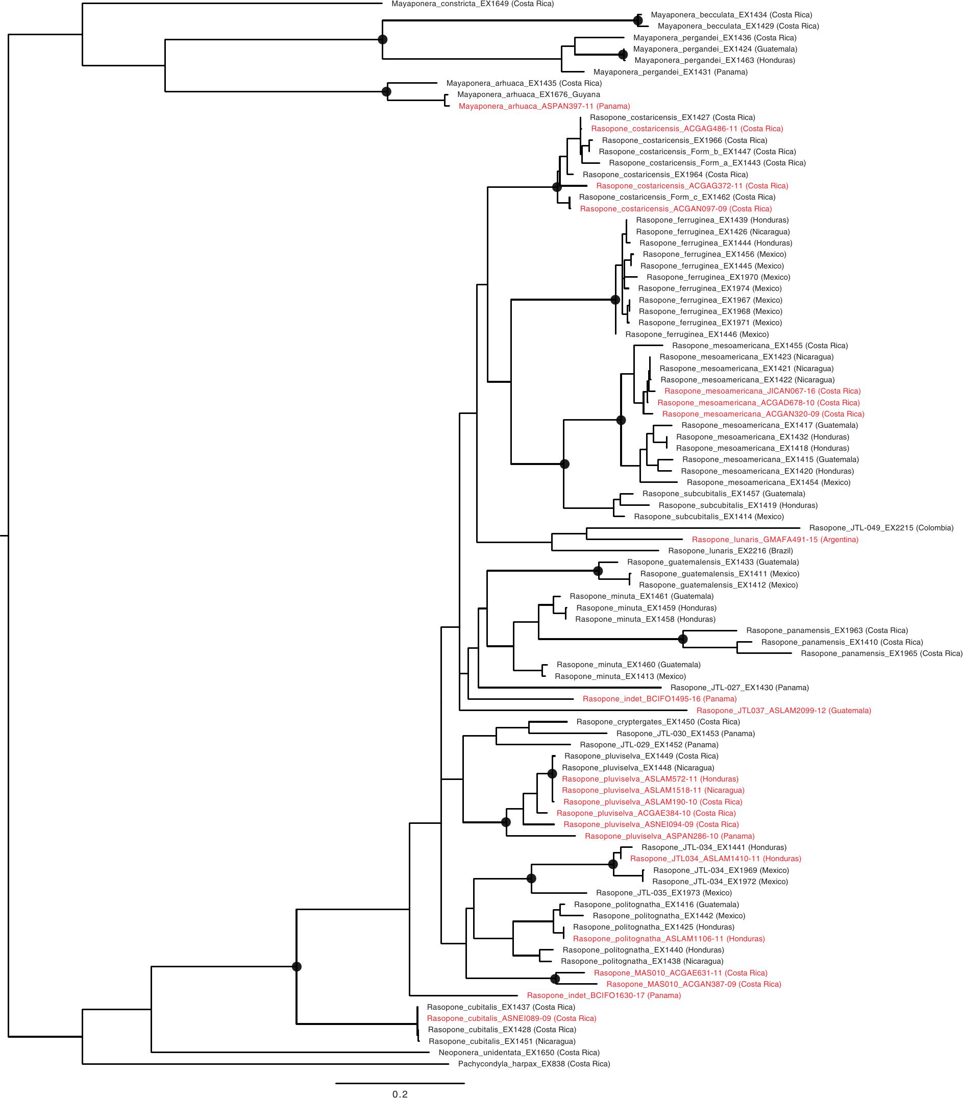 Phylogenomic Species Delimitation Taxonomy And Bird Guide