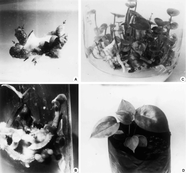 Direct Shoot Regeneration From Lamina Explants Of Two Commercial Cut