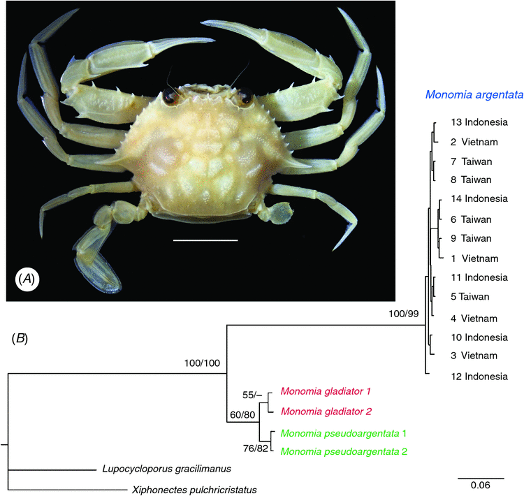 The Identity Of Monomia Argentata Crustacea Brachyura Portunidae