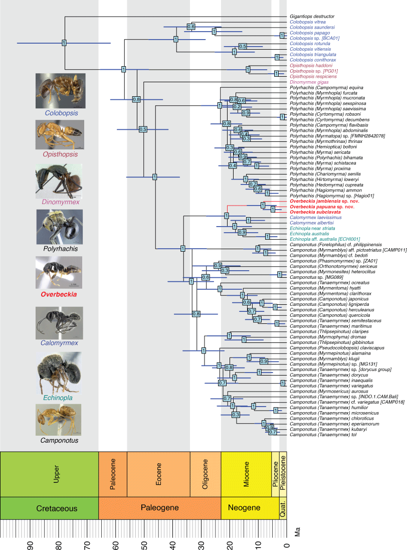 Uncovering Cryptic Diversity In The Enigmatic Ant Genus Overbeckia And