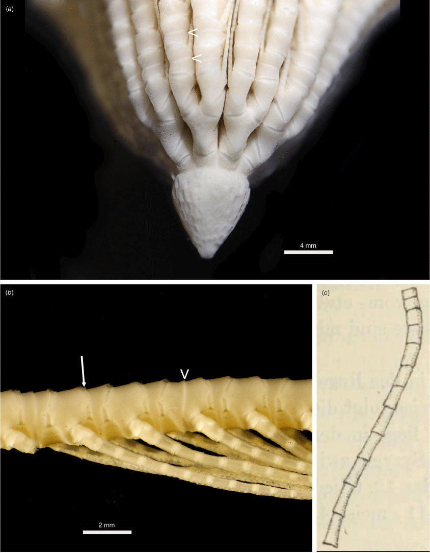 Resolving The Taxonomy Of The Antarctic Feather Star Species Complex