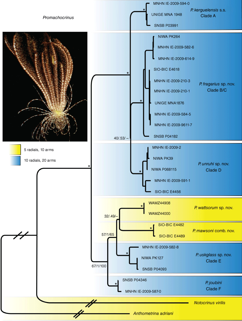 Resolving The Taxonomy Of The Antarctic Feather Star Species Complex