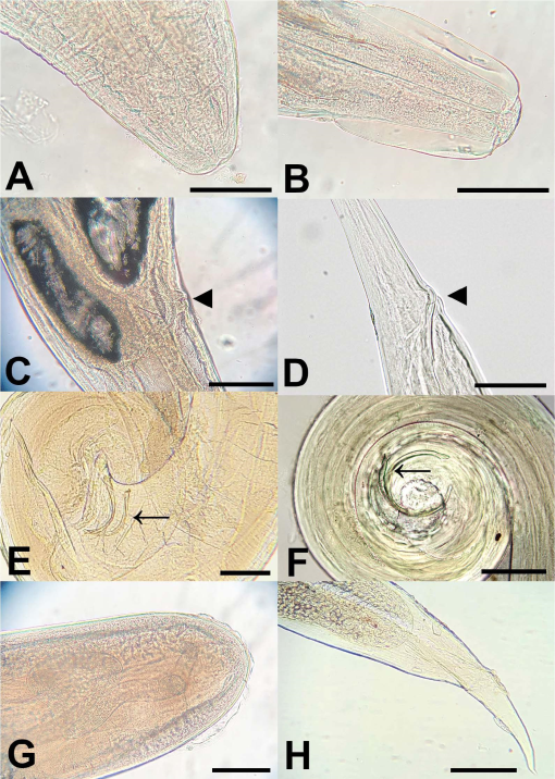 APPARENT PREVALENCE DIVERSITY AND ASSOCIATED LESIONS OF PERIORBITAL