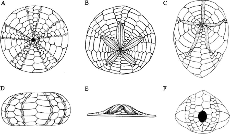 Classifying Echinoid Skeleton Models Testing Ideas About Growth And Form