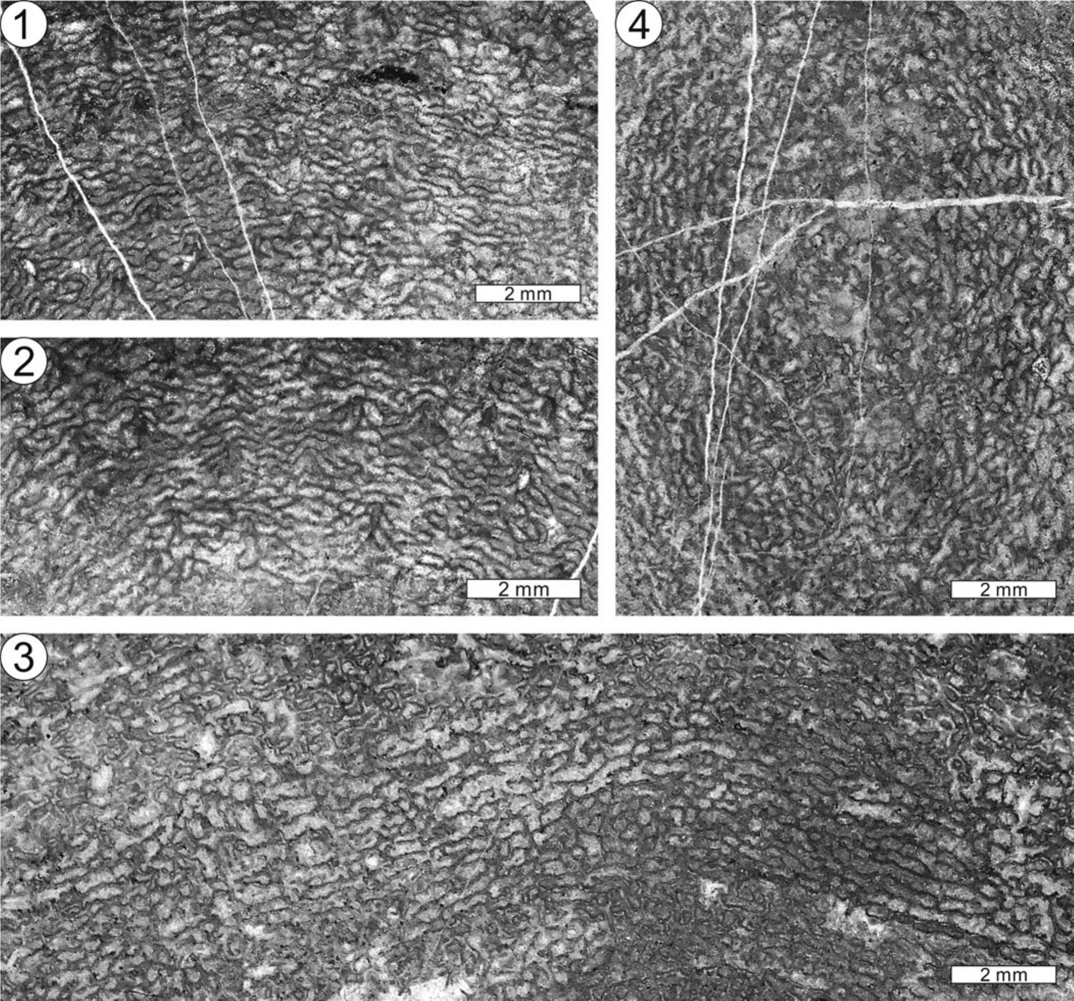 Rise Of Clathrodictyid Stromatoporoids During The Great Ordovician