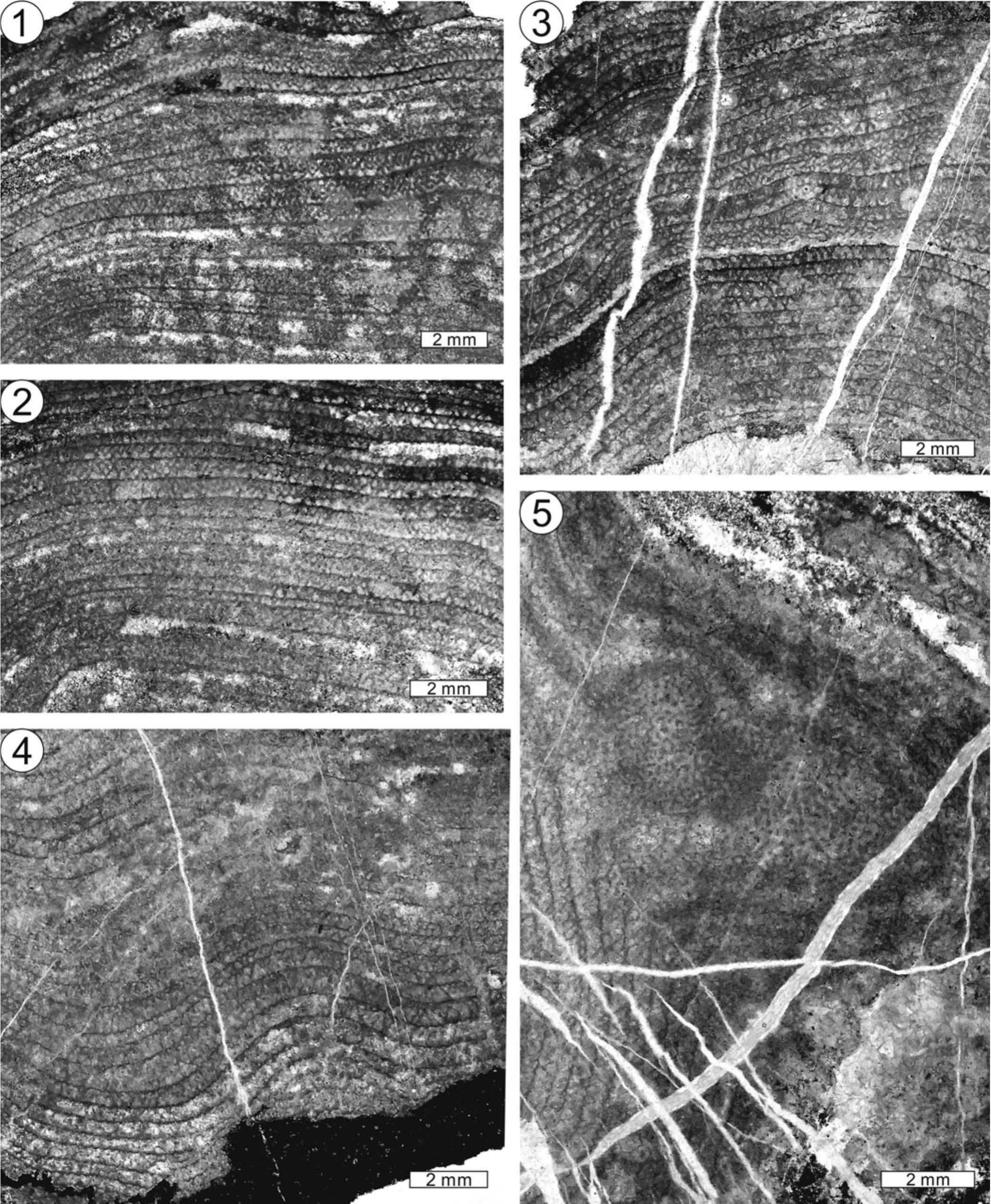 Rise Of Clathrodictyid Stromatoporoids During The Great Ordovician