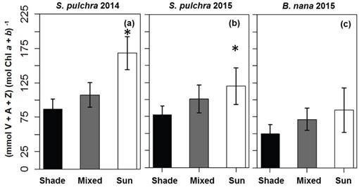 Xanthophyll Cycle Activity In Two Prominent Arctic Shrub Species