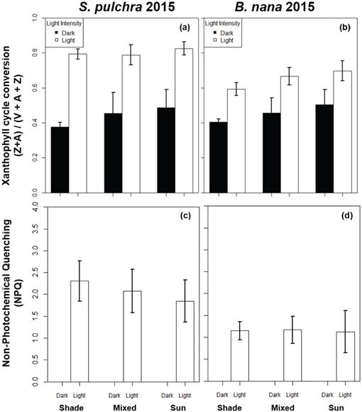 Xanthophyll Cycle Activity In Two Prominent Arctic Shrub Species