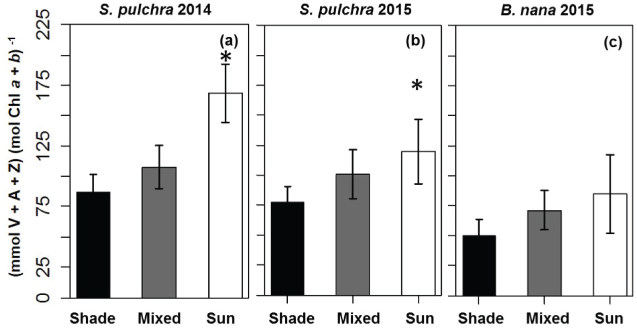 Xanthophyll Cycle Activity In Two Prominent Arctic Shrub Species