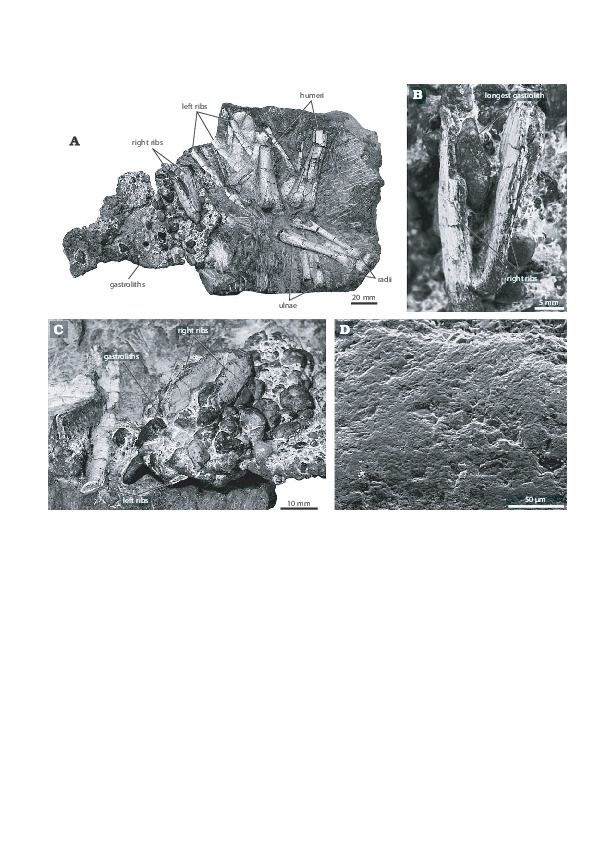 gastroliths fossil