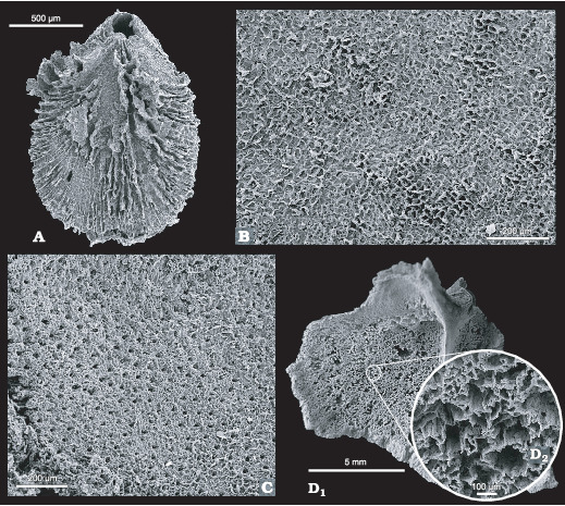 Silicified Mississippian Brachiopods From Muhua Southern China