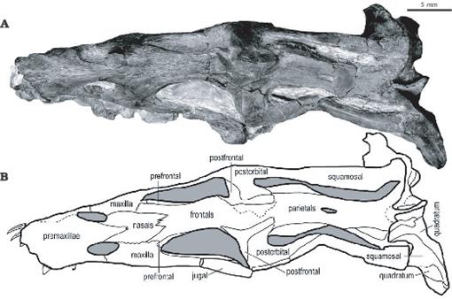 nothosaurus skull