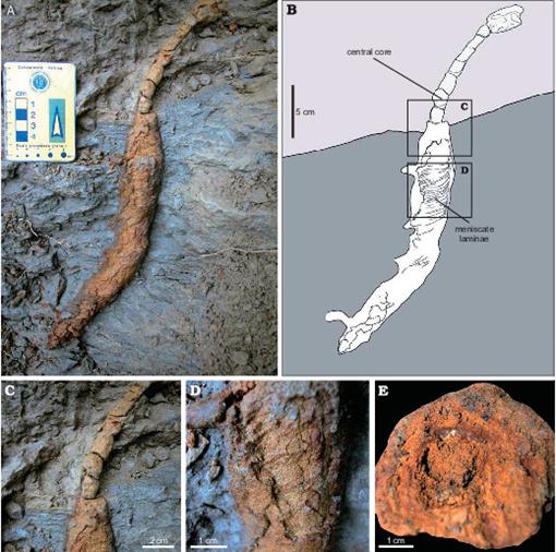 Echinoid Burrow Bichordites monastiriensis from the Oligocene of NE Italy