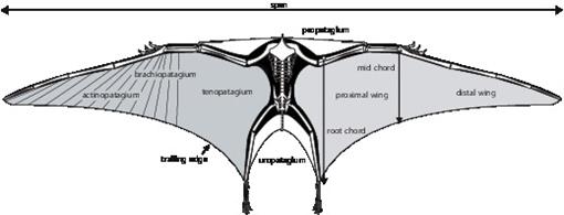 The Myth of the Bat Wing Pterosaur
