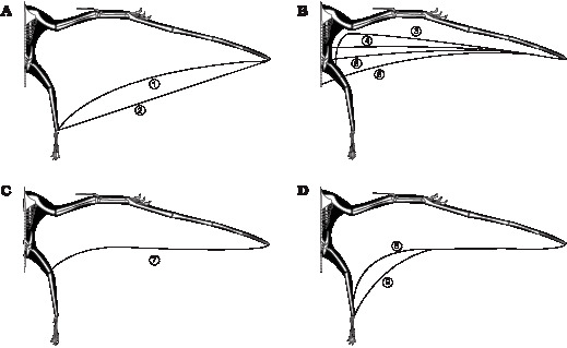Wing planforms of basal and pterodactyloid pterosaurs used in this