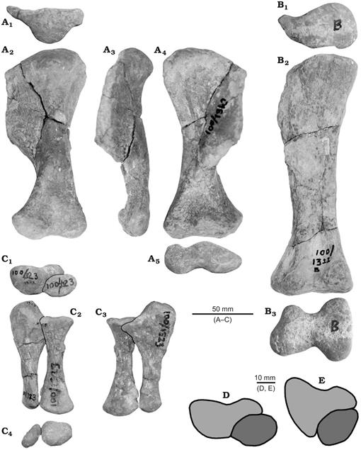 Hands, Feet, and Behaviour in Pinacosaurus (Dinosauria: Ankylosauridae)