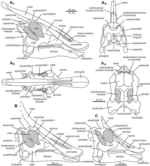 Cranial Osteology and Ontogeny of Saurolophus angustirostris from the ...