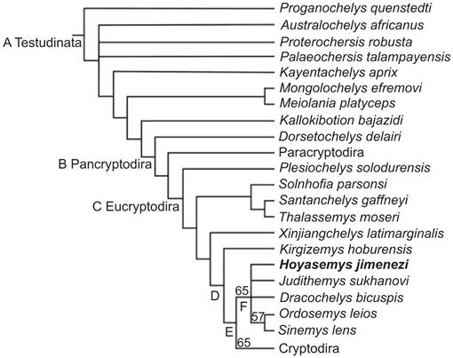 Phylogenetic origin of the turtle plastron and hypoischium