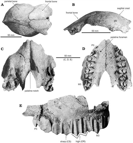 A Small Camelid Hemiauchenia from the Late Pleistocene of Hidalgo ...