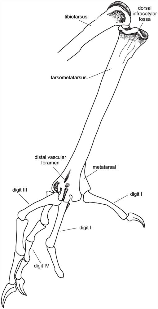 New Bird Remains from the Middle Eocene of Guangdong, China