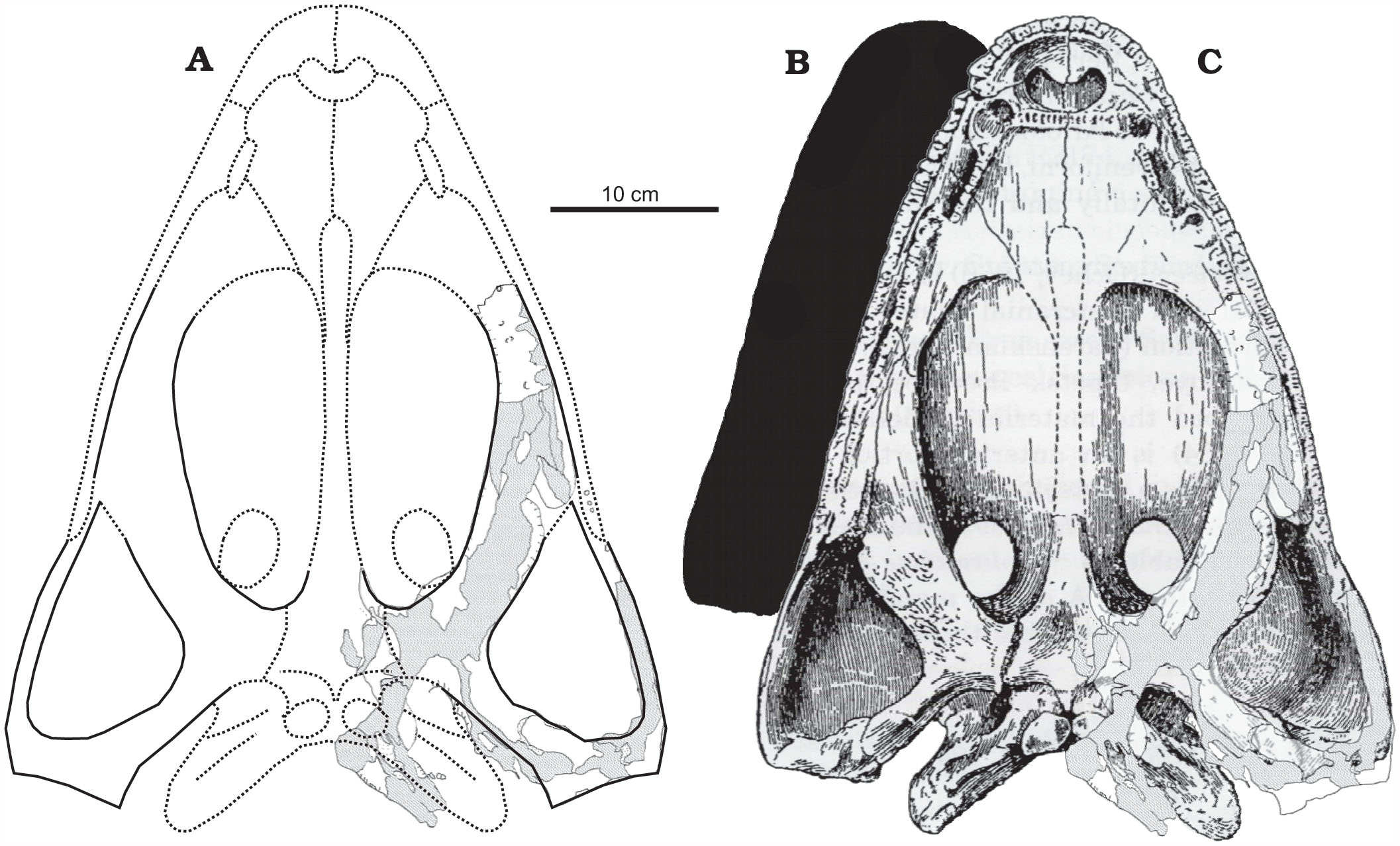 A New Large Capitosaurid Temnospondyl Amphibian From The