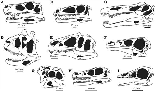 Macroevolutionary and Morphofunctional Patterns in Theropod Skulls: A ...