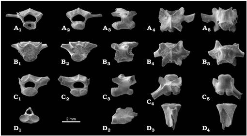 typical vertebra of frog