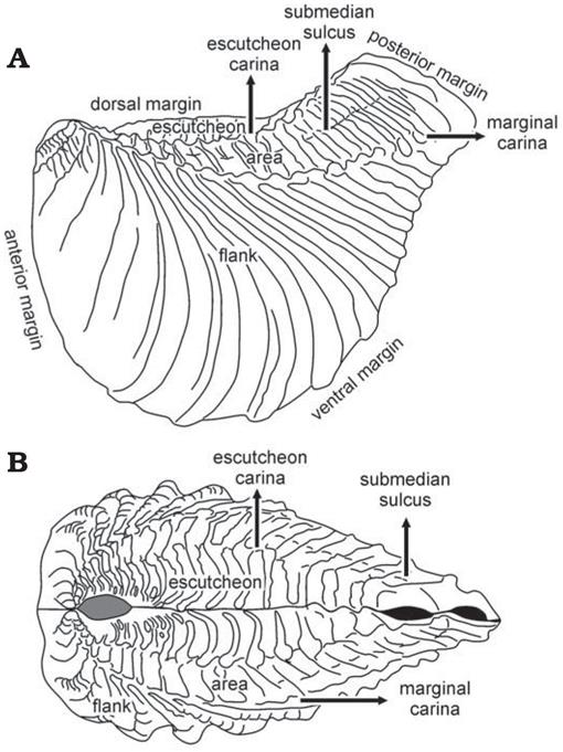 Ontogeny and Autecology of an Early Cretaceous Trigoniide Bivalve from ...