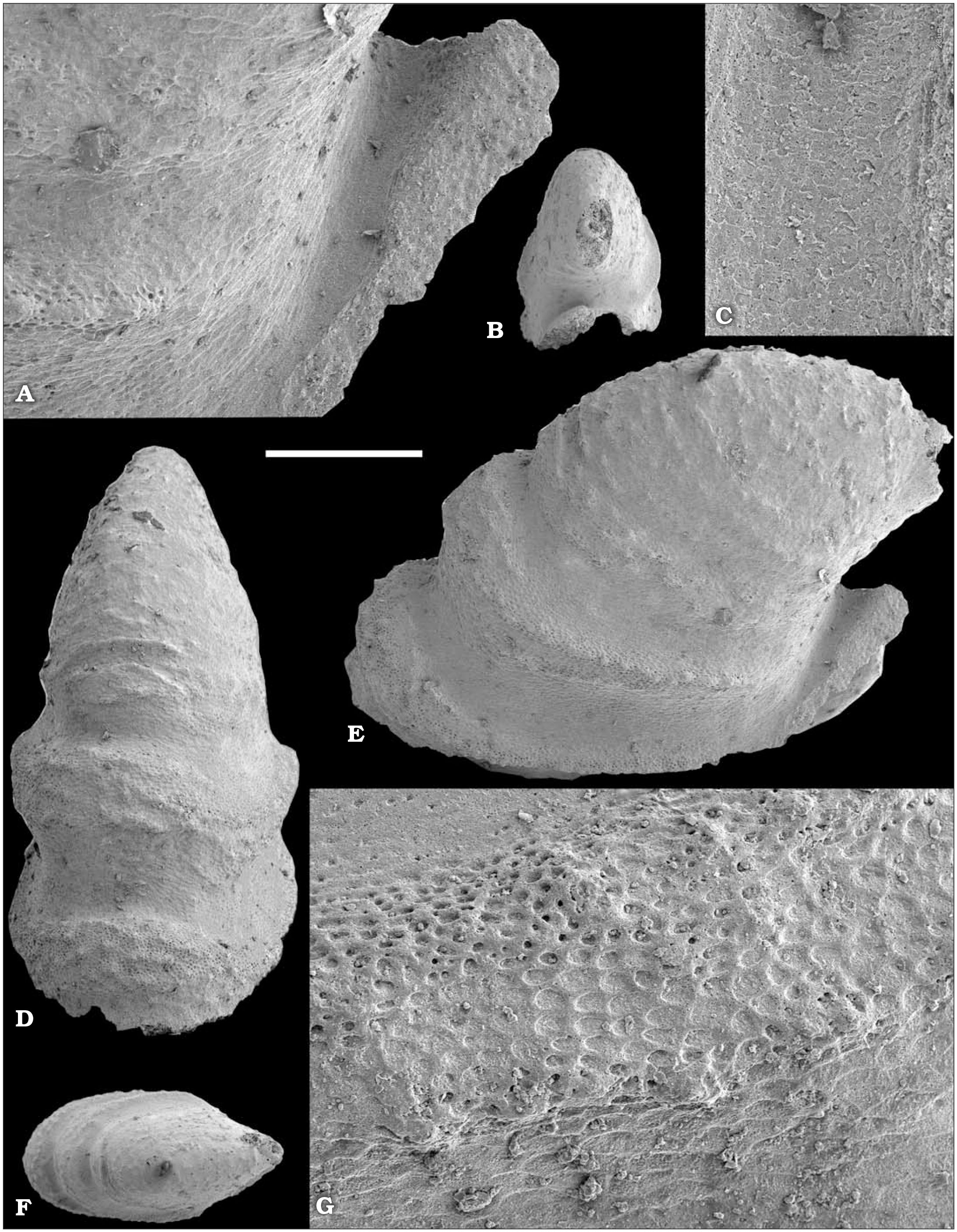 An Early Cambrian Fauna Of Skeletal Fossils From The Emyaksin Formation Northern Siberia