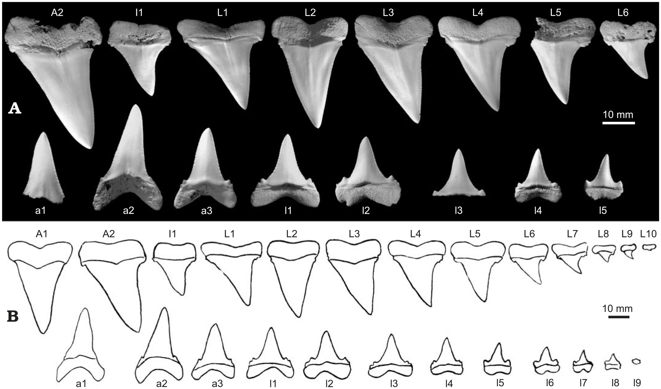 A Partial Skeleton of a New Lamniform Mackerel Shark from the Miocene ...