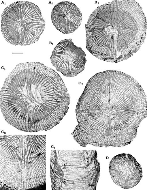 Rugose Corals Across the Devonian—Carboniferous Boundary in NW Turkey