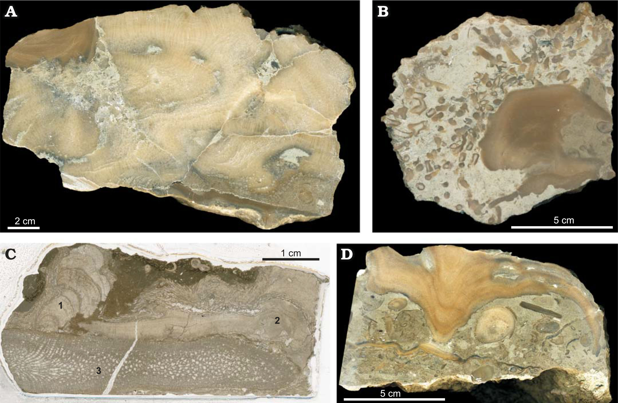 Palaeoecology of Corals and Stromatoporoids in a Late Silurian Biostrome in  Estonia